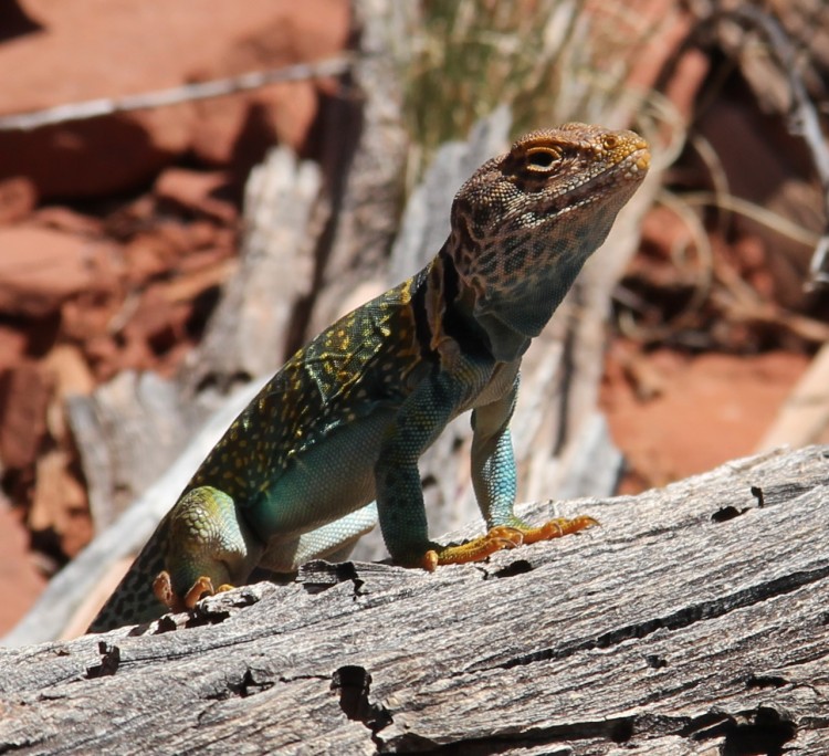 Eastern Collared Lizard